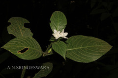 Strobilanthes barbatus